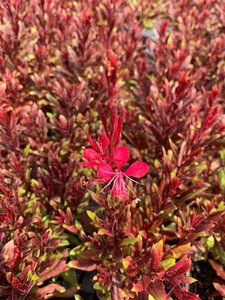 Gaura l. Gaudi Red geen maat specificatie 0,55L/P9cm