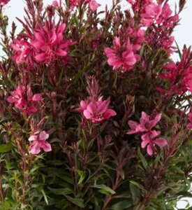 Gaura l. Gaudi Red geen maat specificatie 0,55L/P9cm - afbeelding 1
