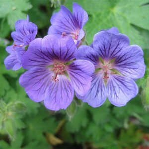 Geranium 'Blue Blood' geen maat specificatie 0,55L/P9cm - afbeelding 1
