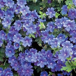Geranium 'Blue Blood' geen maat specificatie 0,55L/P9cm - afbeelding 2