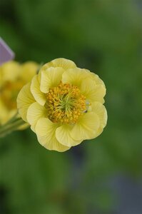 Geum 'Banana Daiquiri' geen maat specificatie 0,55L/P9cm
