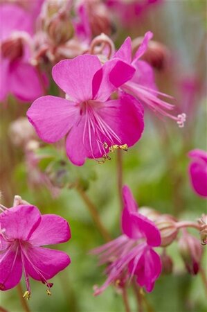 Geranium cant. 'Intense' geen maat specificatie 0,55L/P9cm - afbeelding 1
