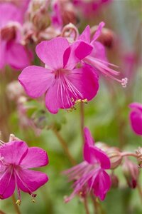 Geranium cant. 'Intense' geen maat specificatie 0,55L/P9cm