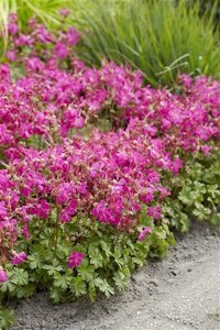 Geranium cant. 'Intense' geen maat specificatie 0,55L/P9cm - afbeelding 2