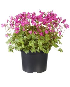 Geranium cant. 'Intense' geen maat specificatie 0,55L/P9cm