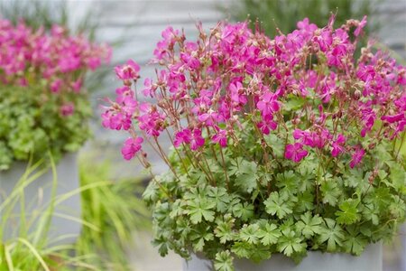 Geranium cant. 'Intense' geen maat specificatie 0,55L/P9cm - afbeelding 3