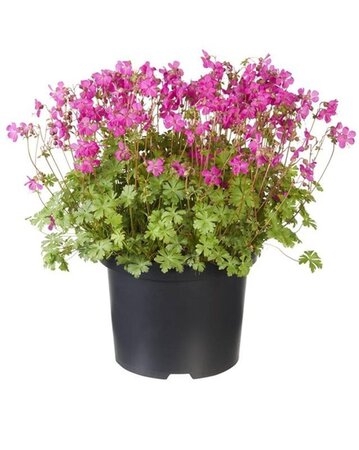 Geranium cant. 'Intense' geen maat specificatie 0,55L/P9cm - afbeelding 4