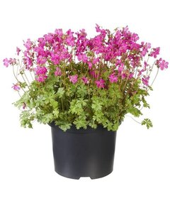 Geranium cant. 'Intense' geen maat specificatie 0,55L/P9cm - afbeelding 4