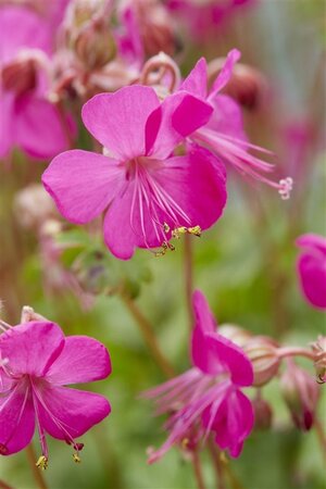 Geranium cant. 'Intense' geen maat specificatie 0,55L/P9cm - afbeelding 4