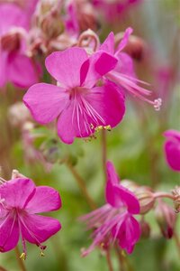 Geranium cant. 'Intense' geen maat specificatie 0,55L/P9cm - afbeelding 4