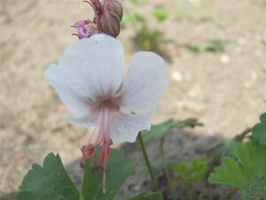 Geranium cant. 'Lohfelden' geen maat specificatie 0,55L/P9cm