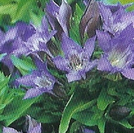 Gentiana dahurica geen maat specificatie 0,55L/P9cm - afbeelding 2