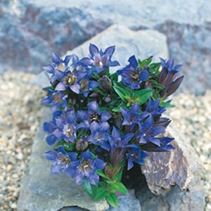 Gentiana dahurica geen maat specificatie 0,55L/P9cm - afbeelding 3