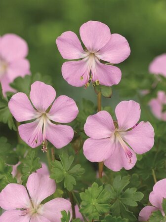Geranium dalmaticum geen maat specificatie 0,55L/P9cm - afbeelding 1