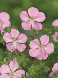 Geranium dalmaticum geen maat specificatie 0,55L/P9cm - afbeelding 1