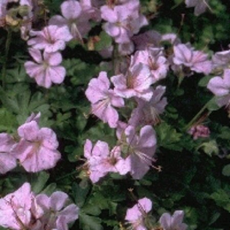 Geranium dalmaticum geen maat specificatie 0,55L/P9cm - afbeelding 2