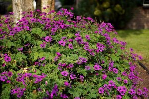 Geranium Dragon Heart geen maat specificatie 0,55L/P9cm - afbeelding 3