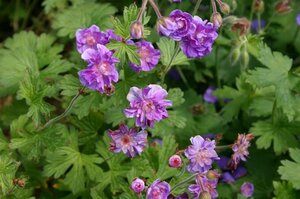 Geranium himalayense 'Plenum' geen maat specificatie 0,55L/P9cm