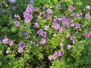 Geranium himalayense 'Plenum' geen maat specificatie 0,55L/P9cm - afbeelding 2