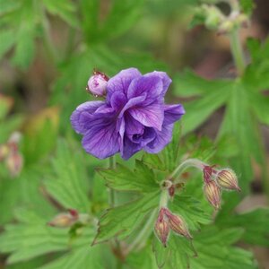 Geranium himalayense 'Plenum' geen maat specificatie 0,55L/P9cm - afbeelding 3