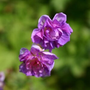 Geranium himalayense 'Plenum' geen maat specificatie 0,55L/P9cm - afbeelding 4