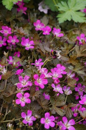 Geranium Orkney Cherry geen maat specificatie 0,55L/P9cm - afbeelding 1