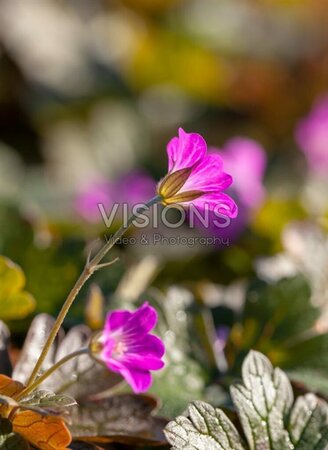 Geranium Orkney Cherry geen maat specificatie 0,55L/P9cm - afbeelding 2