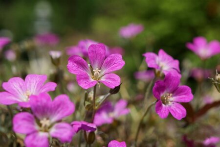 Geranium Orkney Cherry geen maat specificatie 0,55L/P9cm - afbeelding 3