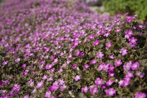 Geranium Orkney Cherry geen maat specificatie 0,55L/P9cm - afbeelding 4