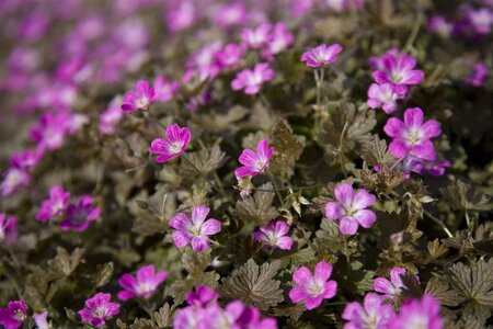 Geranium Orkney Cherry geen maat specificatie 0,55L/P9cm - afbeelding 5