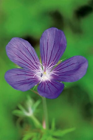 Geranium Blue Sunrise geen maat specificatie 0,55L/P9cm - afbeelding 1