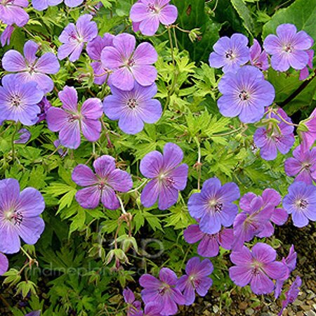 Geranium Blue Sunrise geen maat specificatie 0,55L/P9cm - afbeelding 3