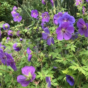 Geranium Blue Sunrise geen maat specificatie 0,55L/P9cm - afbeelding 4