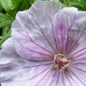 Geranium sang. 'Apfelblute' geen maat specificatie 0,55L/P9cm - afbeelding 2