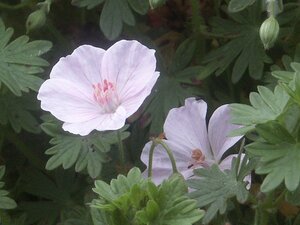 Geranium sang. 'Apfelblute' geen maat specificatie 0,55L/P9cm - afbeelding 3