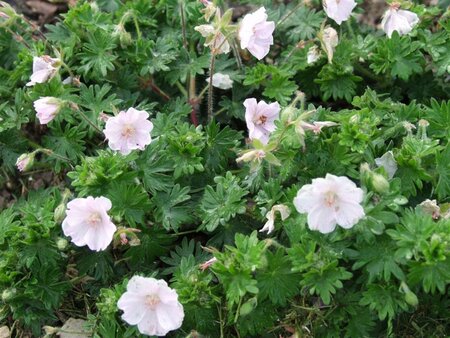 Geranium sang. 'Apfelblute' geen maat specificatie 0,55L/P9cm - afbeelding 4