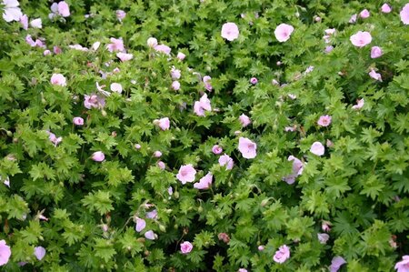 Geranium sang. 'Apfelblute' geen maat specificatie 0,55L/P9cm - afbeelding 5