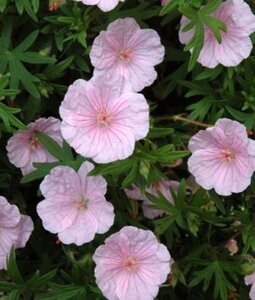Geranium sang. 'Apfelblute' geen maat specificatie 0,55L/P9cm - afbeelding 5