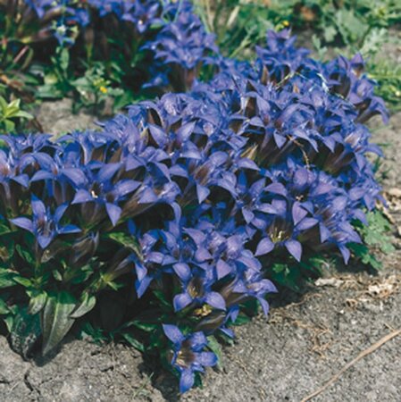 Gentiana septemfida lagodechiana geen maat specificatie 0,55L/P9cm