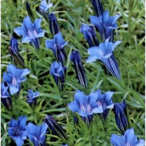 Gentiana sino-ornata geen maat specificatie 0,55L/P9cm