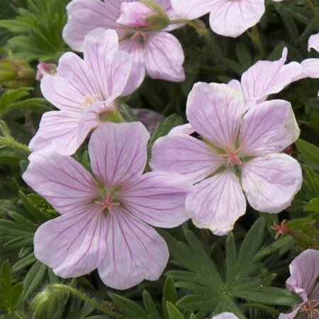 Geranium sang. 'Pink Pouffe' geen maat specificatie 0,55L/P9cm - afbeelding 1