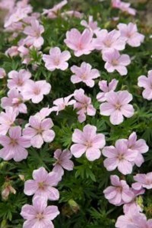 Geranium sang. 'Pink Pouffe' geen maat specificatie 0,55L/P9cm - afbeelding 2