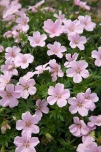 Geranium sang. 'Pink Pouffe' geen maat specificatie 0,55L/P9cm - afbeelding 2