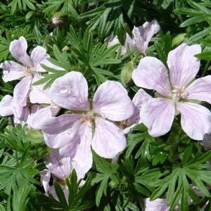 Geranium sang. 'Pink Pouffe' geen maat specificatie 0,55L/P9cm - afbeelding 3