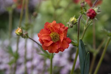Geum Scarlet Tempest geen maat specificatie 0,55L/P9cm