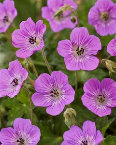 Geranium w. 'Kelly Anne' geen maat specificatie 0,55L/P9cm - afbeelding 1