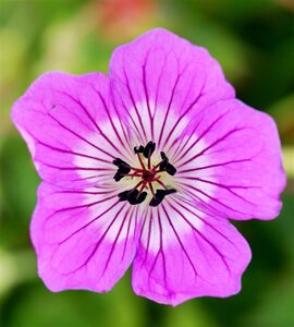Geranium w. 'Kelly Anne' geen maat specificatie 0,55L/P9cm - afbeelding 2
