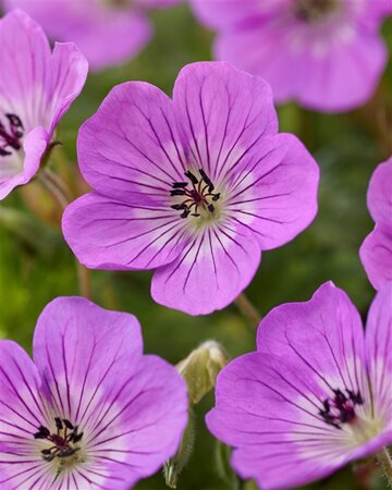 Geranium w. 'Kelly Anne' geen maat specificatie 0,55L/P9cm - afbeelding 3