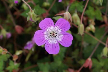 Geranium w. 'Kelly Anne' geen maat specificatie 0,55L/P9cm - afbeelding 4