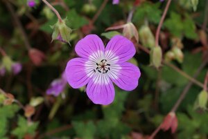 Geranium w. 'Kelly Anne' geen maat specificatie 0,55L/P9cm - afbeelding 4